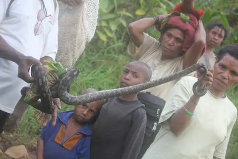 endibala:eki wala:la:ma:e. / A live tree python before cooking