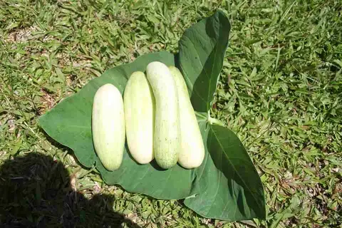 koto hoki pa:ta: weli mapena: hala:mee. / cucumbers