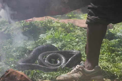 eki make wala:la:mee. / dead snake are put into the ground oven for steam cooking.