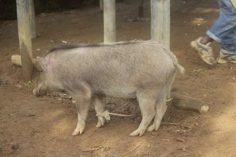 Mo pikisama:ta: ma:na: waka:pena: /  A pig is tied to a pole before butchering